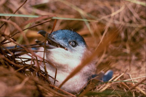 541071 Little Blue Penguin A4 Photo Print