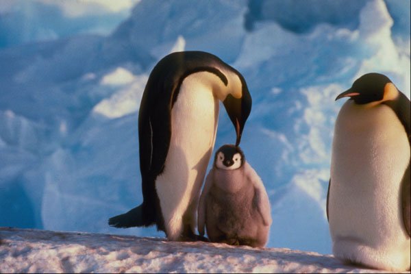 541072 Emperor Penguins A4 Photo Print