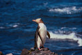 541073 Yellow eyed Penguin A4 Photo Print