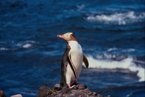 541073 Yellow eyed Penguin A4 Photo Print