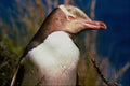 541074 Yellow eyed Penguin A4 Photo Print