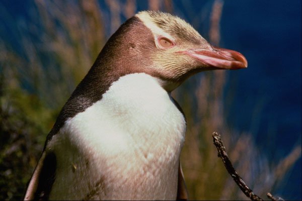541074 Yellow eyed Penguin A4 Photo Print
