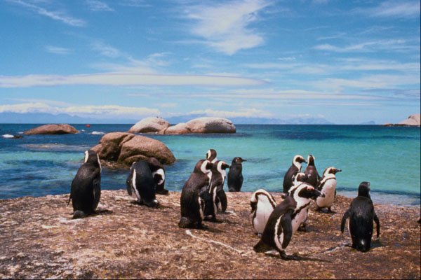 541075 Black footed Penguins A4 Photo Print