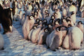 541076 Emperor Penguin Chicks A4 Photo Print