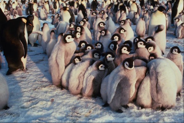 541076 Emperor Penguin Chicks A4 Photo Print