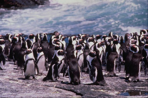 541077 Black footed Penguins A4 Photo Print