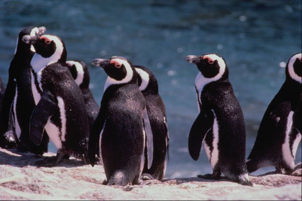 541078 Black footed Penguins A4 Photo Print