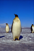 541079 Emperor Penguin A4 Photo Print