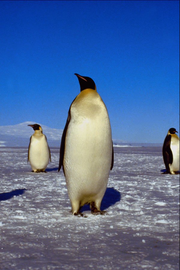 541079 Emperor Penguin A4 Photo Print