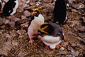 541080 Macaroni Penguins A4 Photo Print