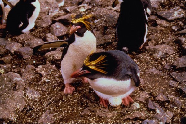 541080 Macaroni Penguins A4 Photo Print