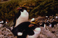 541081 Macaroni Penguins A4 Photo Print