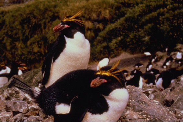 541081 Macaroni Penguins A4 Photo Print