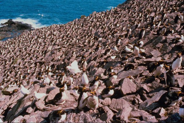 541082 Macaroni Colony A4 Photo Print