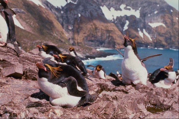 541083 Macaroni Penguins A4 Photo Print