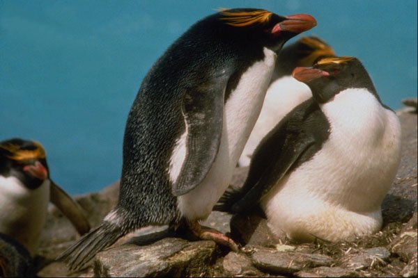 541084 Macaroni Penguins A4 Photo Print