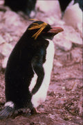 541085 Macaroni Penguin A4 Photo Print