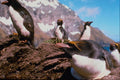 541086 Macaroni Penguin A4 Photo Print