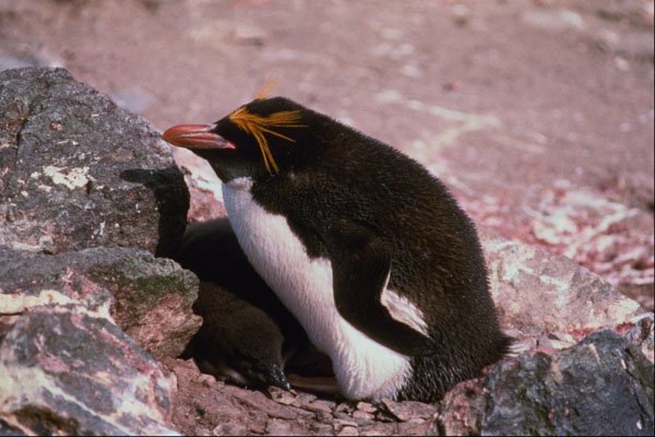 541087 Macaroni Penguin A4 Photo Print