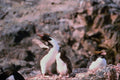 541088 Macaroni Chicks A4 Photo Print