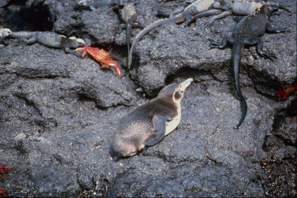 541089 Galapagos Penguin A4 Photo Print