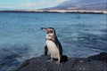 541090 Galapagos Penguin A4 Photo Print