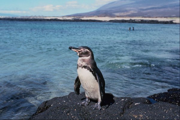541090 Galapagos Penguin A4 Photo Print