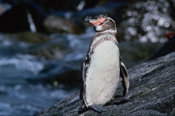 541091 Galapagos Penguin A4 Photo Print