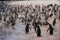541092 Gentos Penguin A4 Photo Print