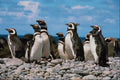 541093 Magellanic Penguin A4 Photo Print