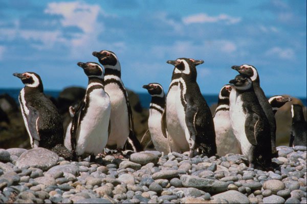 541093 Magellanic Penguin A4 Photo Print