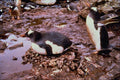 541094 Gentos Penguin A4 Photo Print