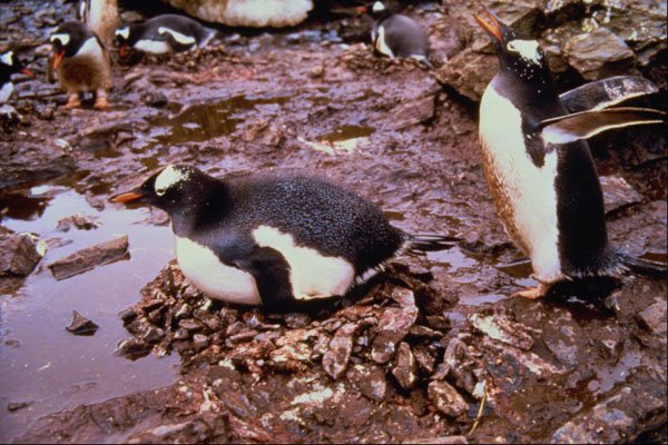 541094 Gentos Penguin A4 Photo Print