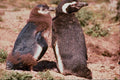 541095 Magellanic Penguin A4 Photo Print