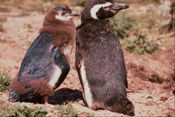 541095 Magellanic Penguin A4 Photo Print