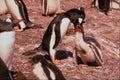 541096 Gentos Penguin Feeding Chick A4 Photo Print