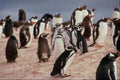 541097 Magellanic And Gentos Penguin A4 Photo Print