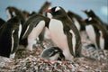 541098 Gentos Penguin A4 Photo Print