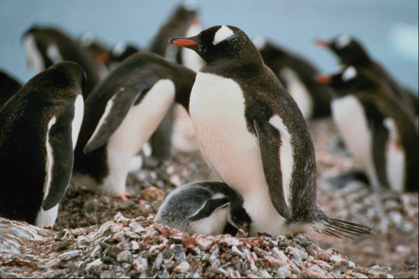 541098 Gentos Penguin A4 Photo Print