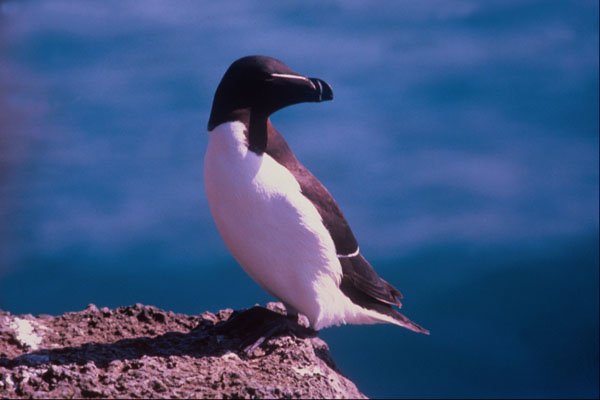 541099 Razor Bill Penguin A4 Photo Print