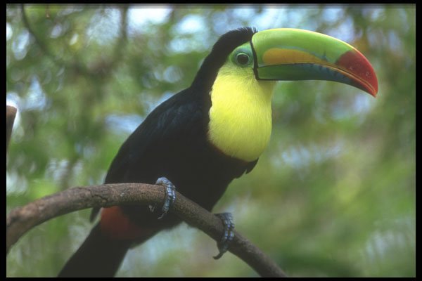 544003 Toucan A4 Photo Print