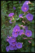 544010 Morning Glory, Deya, Mallorca A4 Photo Print