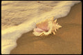 544022 Tropical Seashell By The Water, Fiji Islands A4 Photo Print