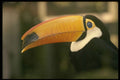 544024 Toucan A4 Photo Print
