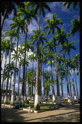 544073 Palm Trees A4 Photo Print