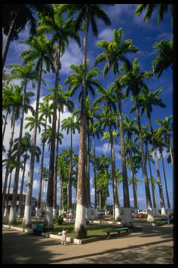 544073 Palm Trees A4 Photo Print