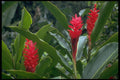 544077 Flowering Vegetation, Tahiti A4 Photo Print