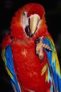 544085 Parrot A4 Photo Print