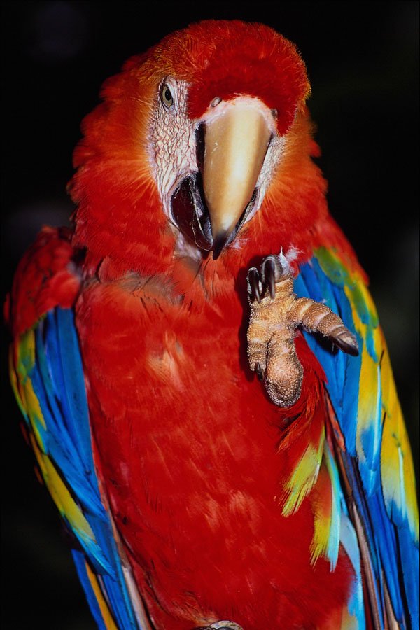 544085 Parrot A4 Photo Print