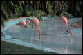 544087 Flamingos, Honolulu Zoo, Hawaii A4 Photo Print